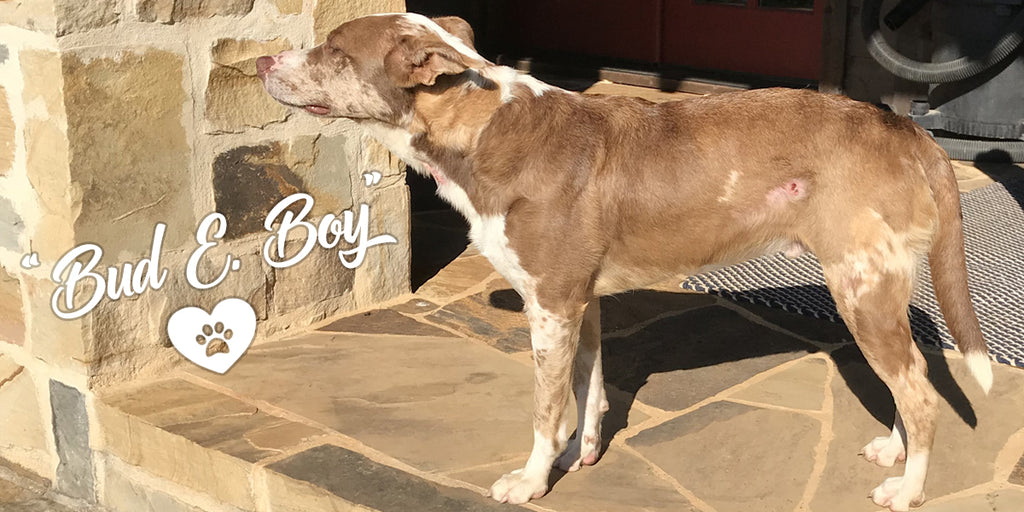 Meet our rescue dog, Bud E. Boy. He's an Australian Shepherd or Cattle Dog mix