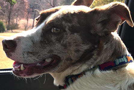 Meet Bud E. Boy, or just Buddy for short. An Australian Shepherd mix, Bud is one of our many rescue dogs and a permanent member of the JoePup family.