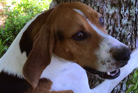 Huck is either an American Foxhound or a Treeing Walker Coonhound. One way or another there’s no doubt that he ain’t nothing BUT a hound dog when you hear him howl. He ain’t never caught a rabbit (or a coon, or a squirrel) but he sure has hollered at some