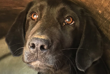 Meet Tater Chip, the Lab mix rescue dog we saved from a flooded drain pipe